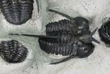 Cyphaspis Walteri & Kayserops Trilobite Cluster - Mrakib, Morocco #168395-4
